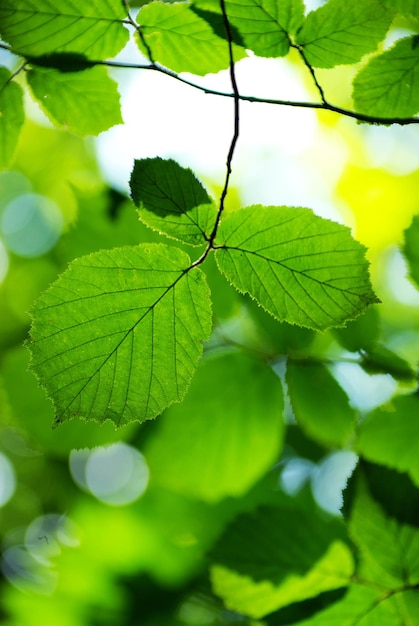 Groene bladerenachtergrond in zonnige dag