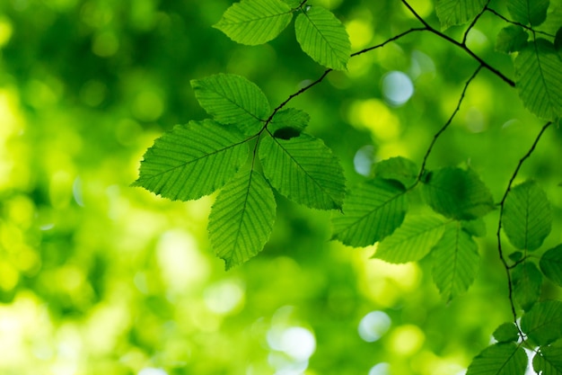 Groene bladerenachtergrond in zonnige dag