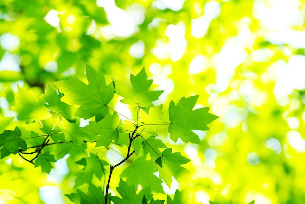 Groene bladerenachtergrond in zonnige dag