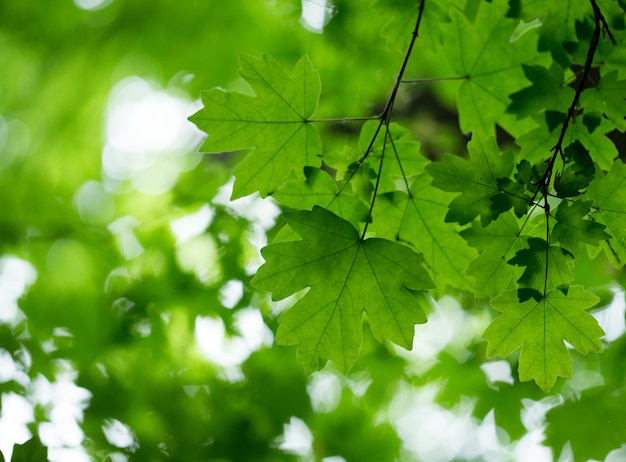 groene bladerenachtergrond in zonnige dag