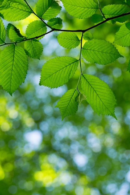 groene bladerenachtergrond in zonnige dag