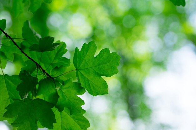 Groene bladerenachtergrond in zonnige dag