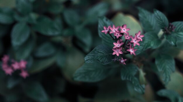 Groene bladerenachtergrond met kleine kleine violette bloem