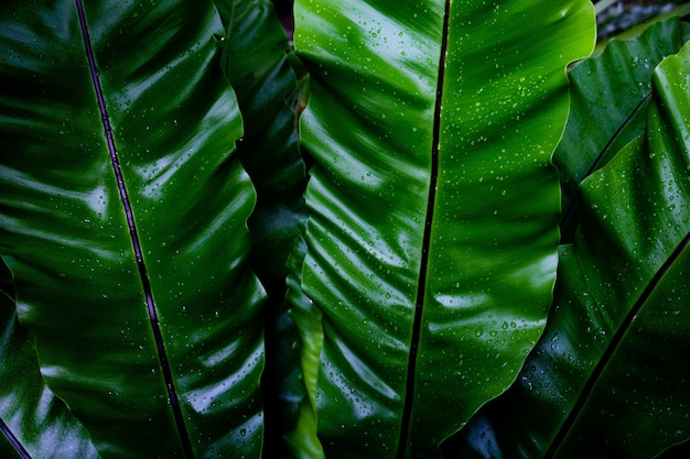 Groene bladerenachtergrond