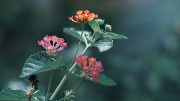 Foto groene bladerenachtergrond