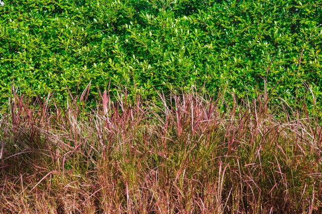 Groene bladerenmuur en weidebloemen achtergrondtextuur