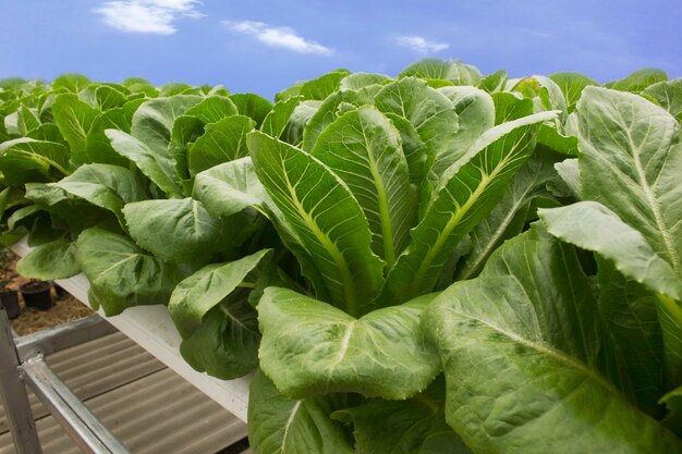 Foto groene bladgroenten worden gekweekt met behulp van hydrocultuur methoden.