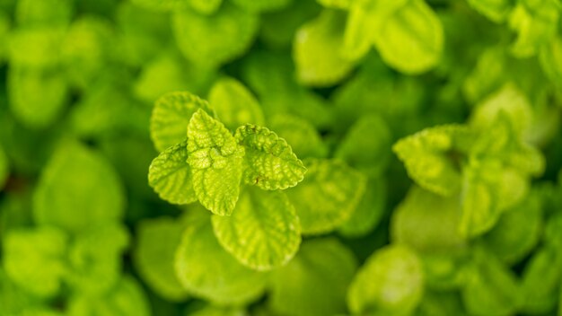 Groene bladinstallatie in een tuin