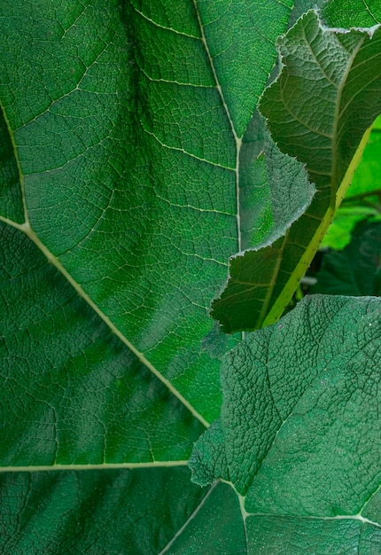 Groene bladnerf close-up tak sier groot natuur tropisch