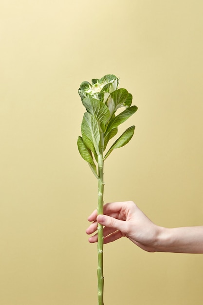 Groene bladplant in de hand van een vrouw
