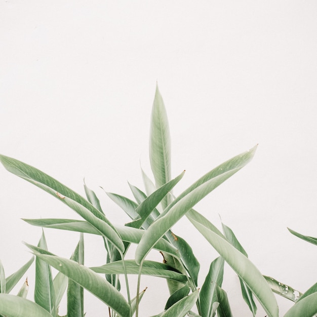 Groene bladplanten dichtbij beige muur