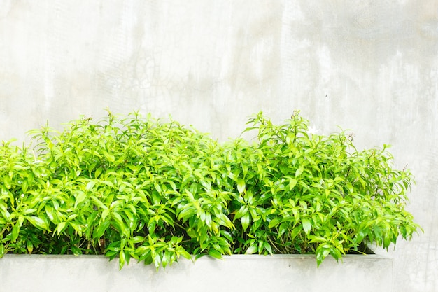 Groene bladstruik bij concrete muur