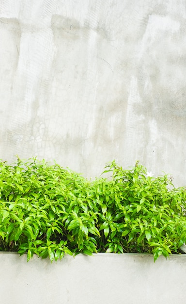 Groene bladstruik met concrete muur