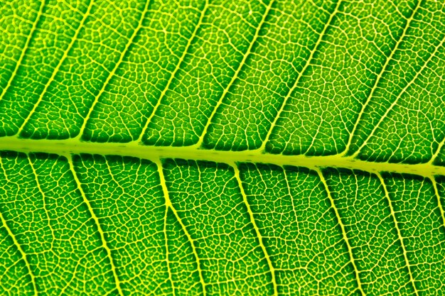 Groene bladtextuur als achtergrond.