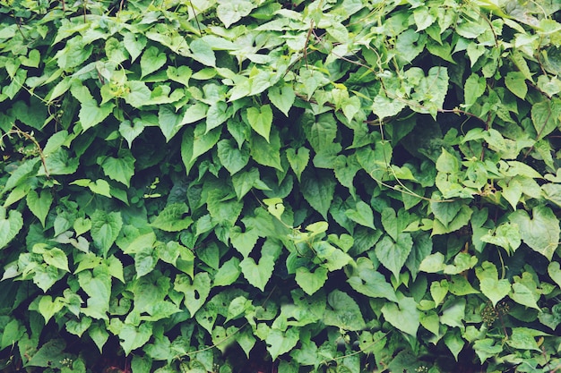 Groene bladtextuur als achtergrond