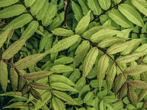 Groene bladtextuur / de achtergrond van de bladtextuur / Exemplaarruimte