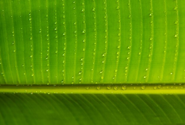 Groene bladtextuur met dalingen van water