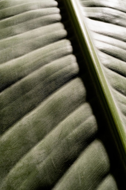 Groene bladtextuur met lijnen natuurlijke achtergrond