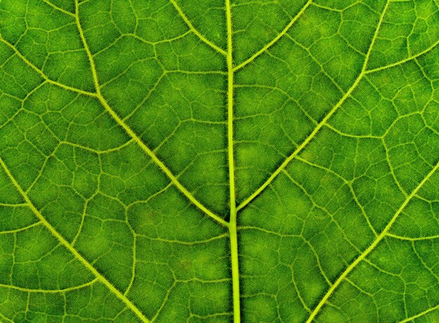 Groene bladtextuur nuttig als achtergrond