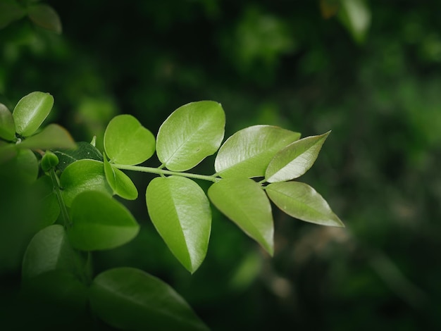 Groene bladtextuur voor natuurlijke achtergrond