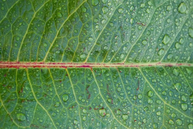 groene bladtextuur