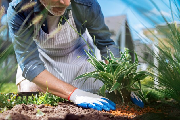 Groene bloem. Bebaarde volwassen man met witte handschoenen en gestreepte schort die kleine groene bloem buiten het huis plant