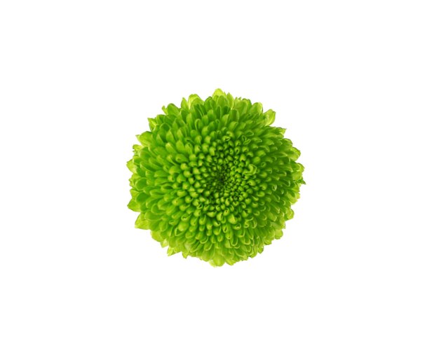 Groene bloem geïsoleerd op wit