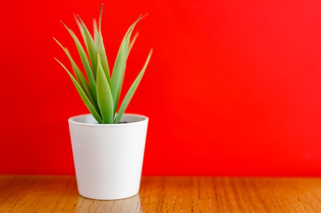 Groene bloem in een witte pot op een rode achtergrond.