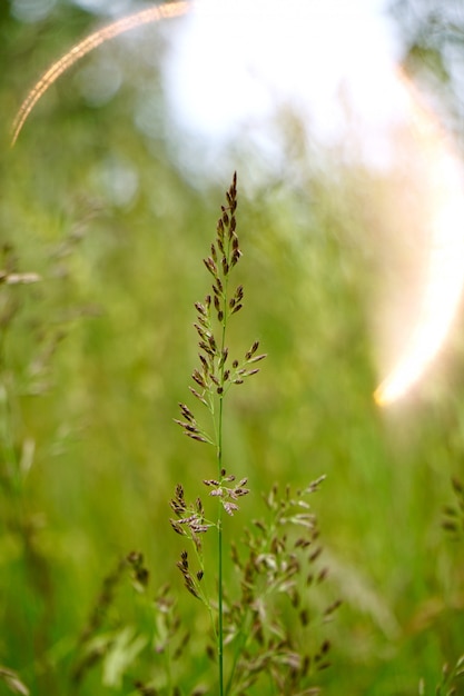 groene bloem plant in de natuur in de zomer