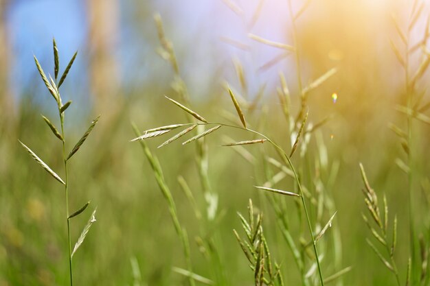 groene bloem plant in de natuur in de zomer