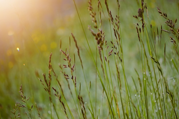 groene bloem plant in de natuur in de zomer