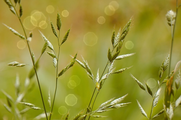 groene bloem plant in de tuin in de zomer, groene achtergrond