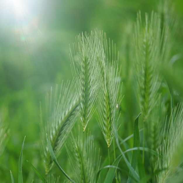 groene bloem plant in de tuin, planten in de natuur