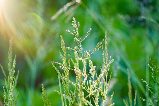 groene bloem plant in de tuin, planten in de natuur