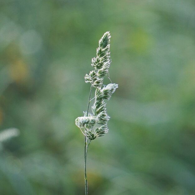 groene bloem plant