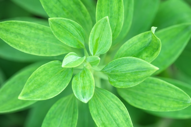 groene bloembladeren bekijken van bovenaf