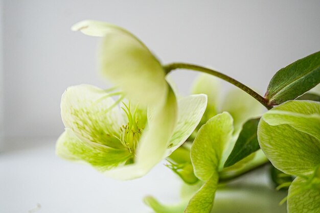 Foto groene bloemen op een witte achtergrond