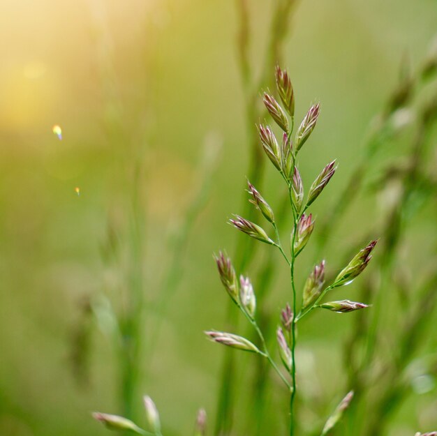 Groene bloemplant in de tuin in de aard, installaties in de zomer