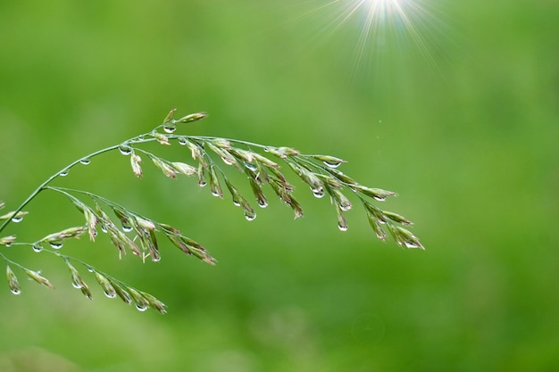 Groene bloemplant in de tuin in de aard, installaties in de zomer