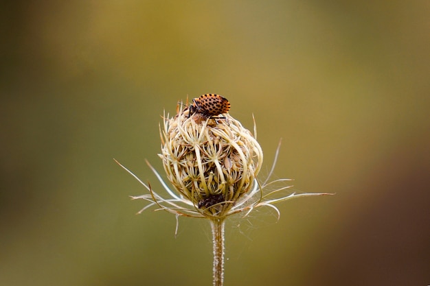 groene bloemplant in de tuin