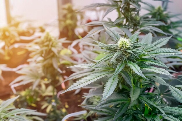 Foto groene bloemplantknop van cannabis sativa in de kas marihuana bloemen kruidengeneesmiddelen teelt