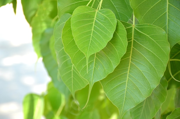 groene bodhi bladeren