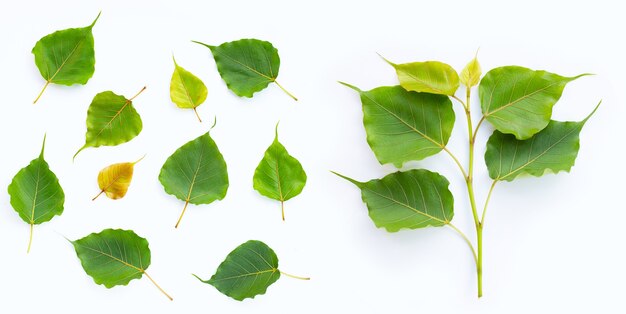 Groene bodhibladeren op wit oppervlak