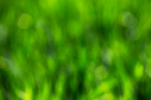 Groene bokeh abstracte lichte achtergrond