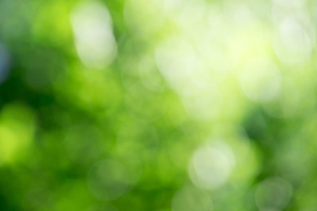 Groene bokeh achtergrond van natuur bos onscherp