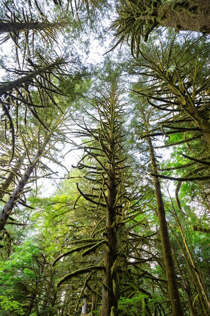 Groene bomen bedekt met mos tijdens een levendige zomerdag