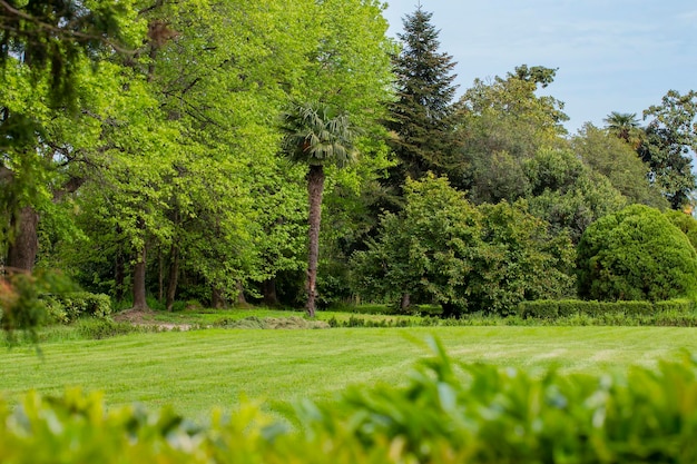 Groene bomen en groen gras in een lentepark op een zonnige dag