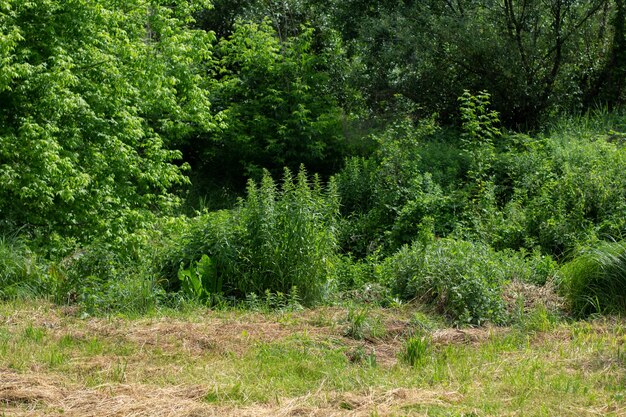 Foto groene bomen en struiken in de zomer in de zon