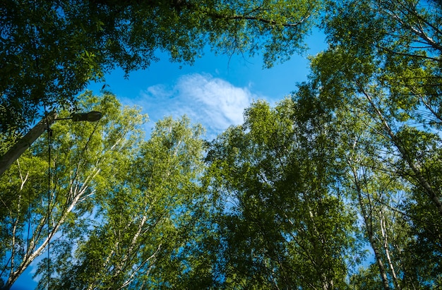 Groene bomen in de zomerpark