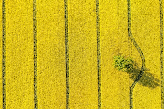 Groene bomen in het midden van een groot bloeiend geel repe-veld van bovenaf